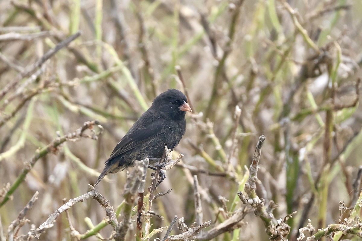 Genovesa Ground-Finch - ML642707730