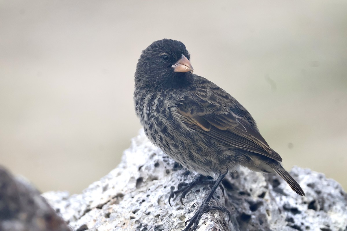 Genovesa Ground-Finch - ML642707740