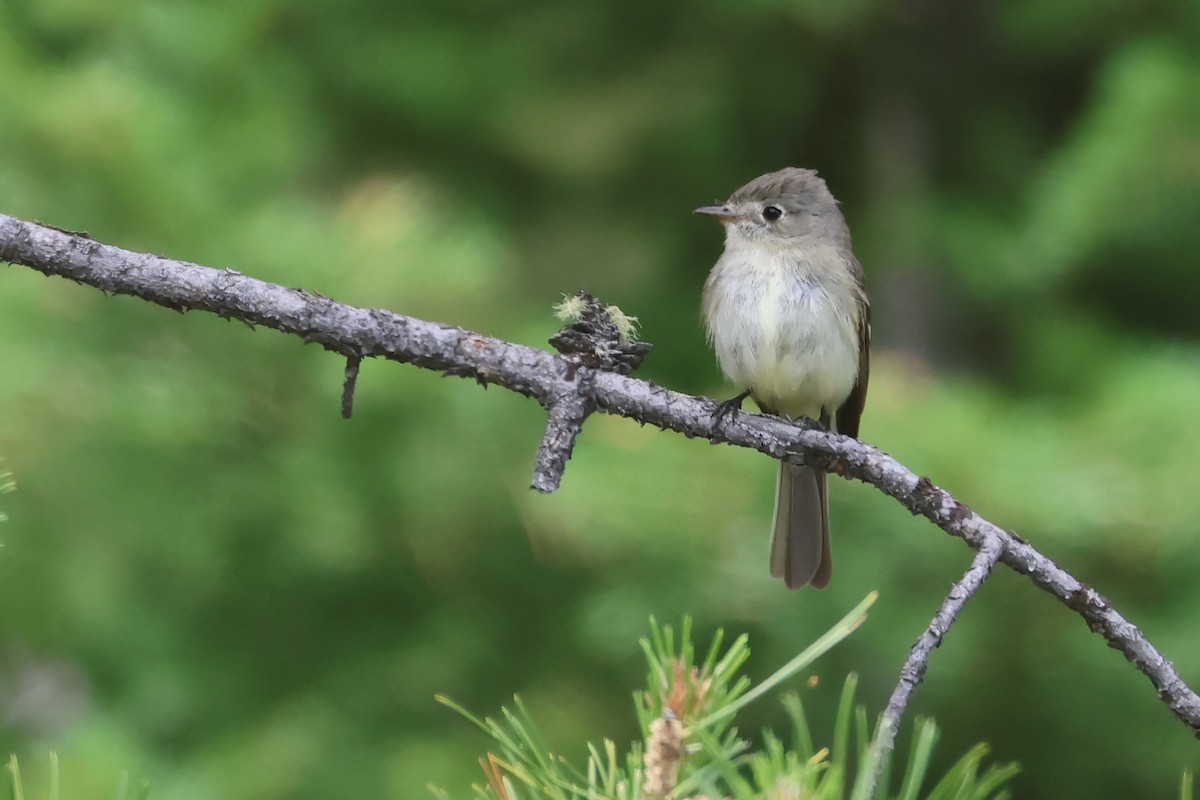 Dusky Flycatcher - ML642707754