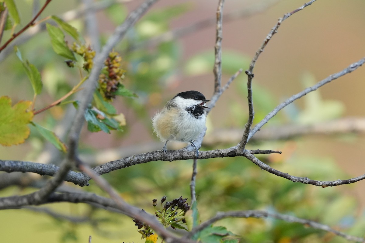 Amerika Baştankarası - ML642707755
