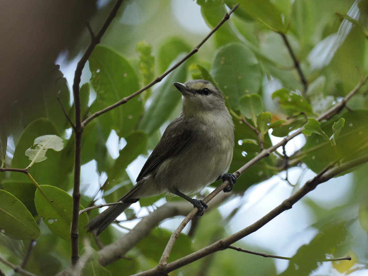 Yucatan Vireo - ML642707756