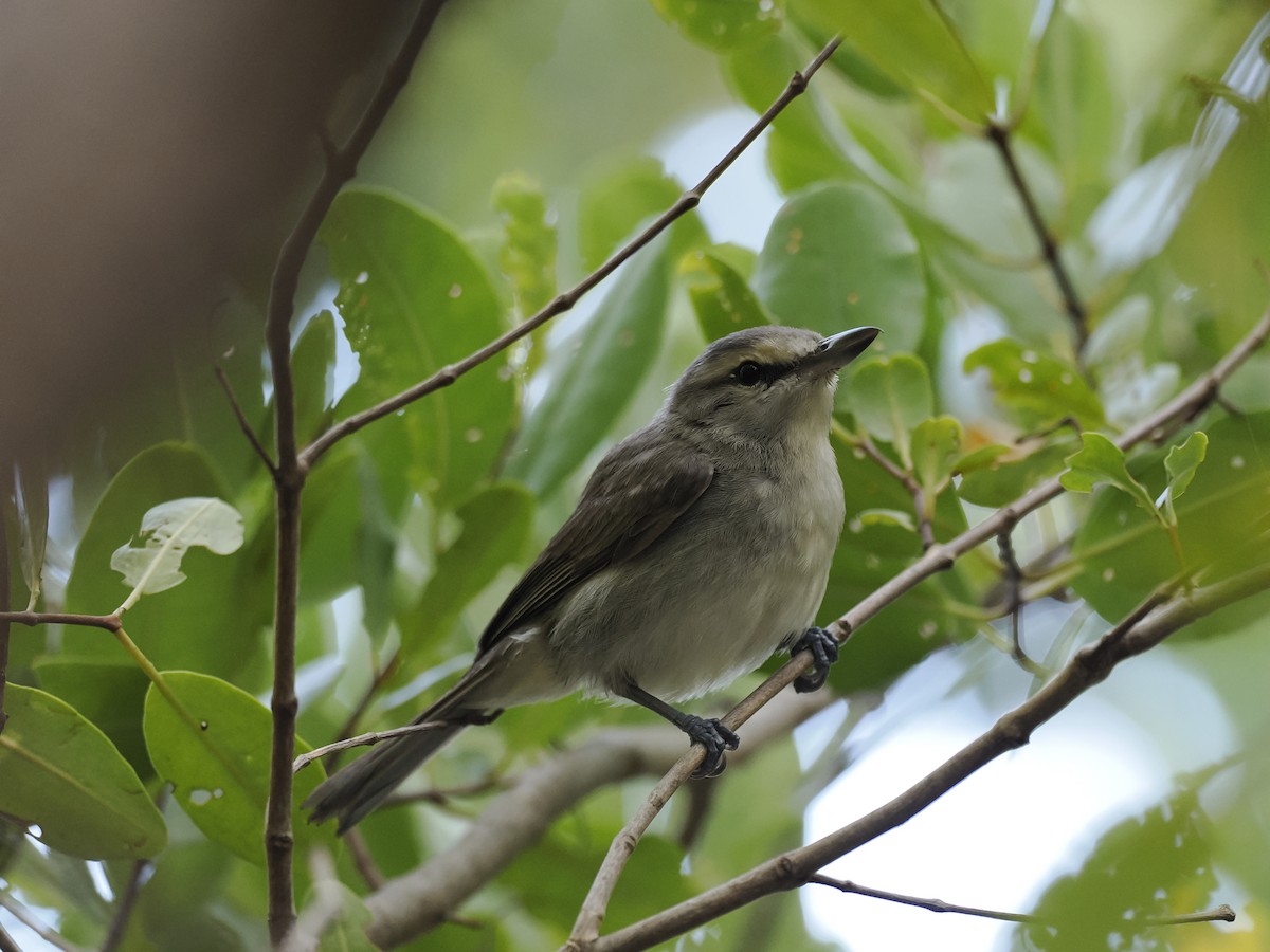 Yucatan Vireo - ML642707757