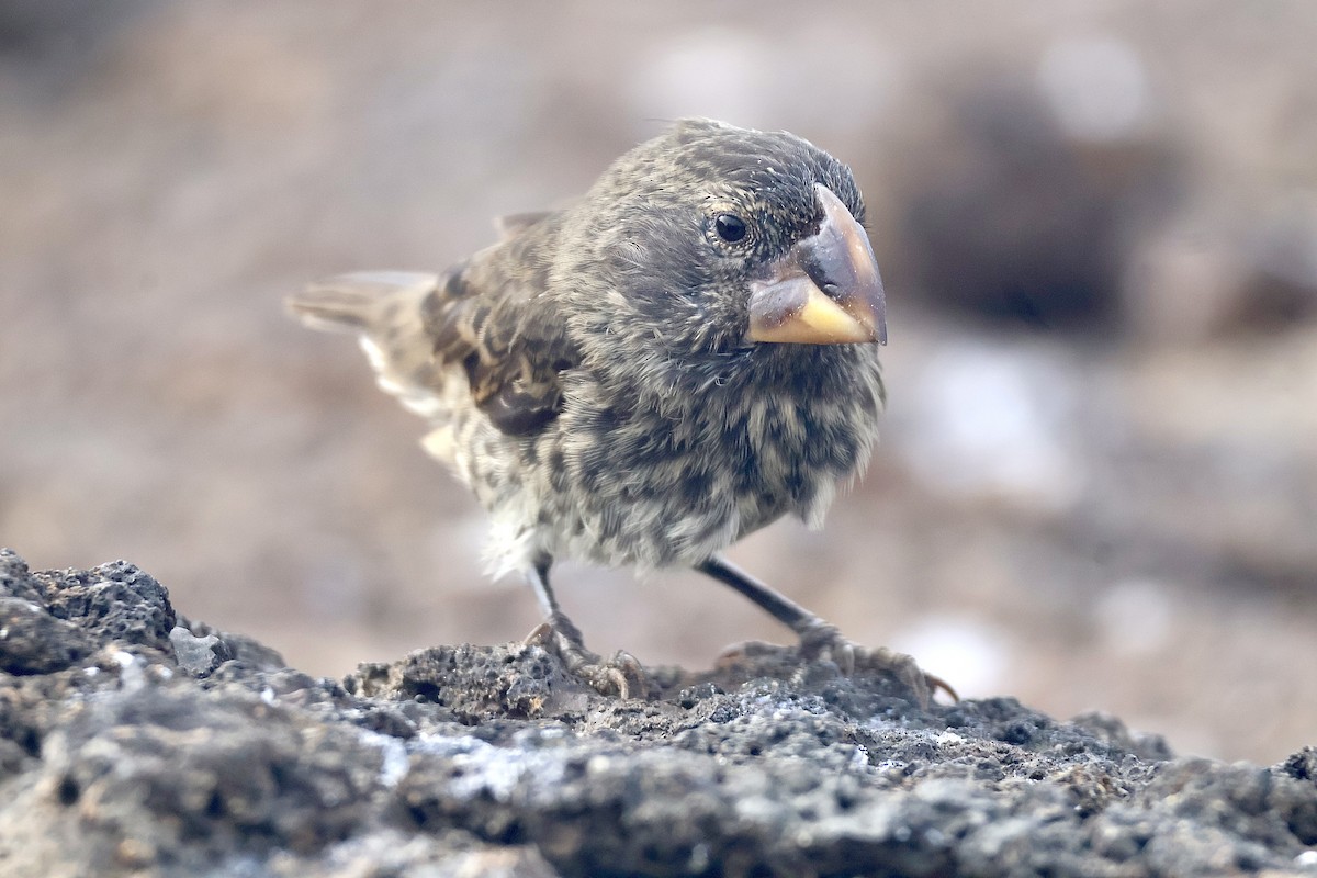 Large Ground-Finch - ML642707759