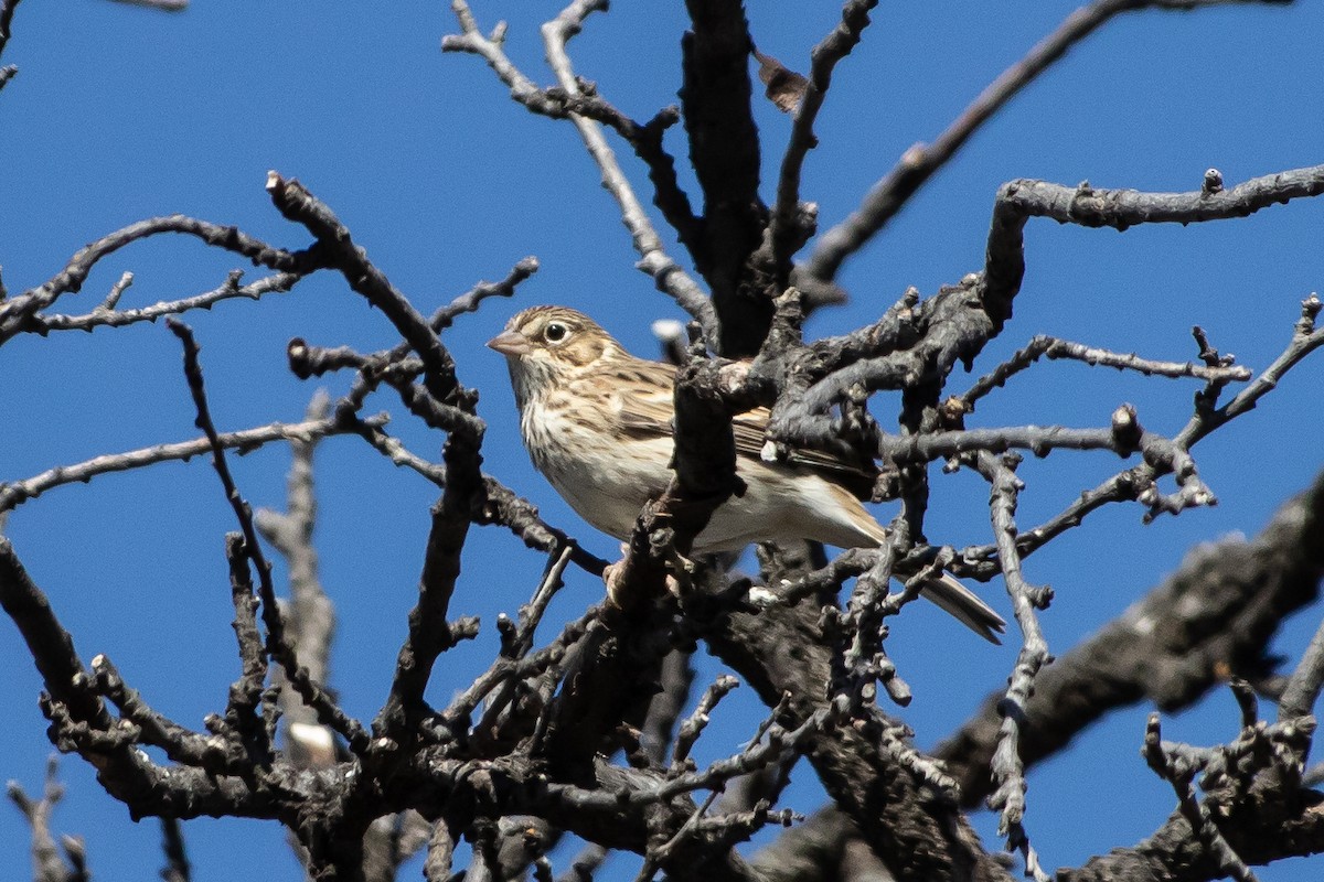 Vesper Sparrow - ML642707778