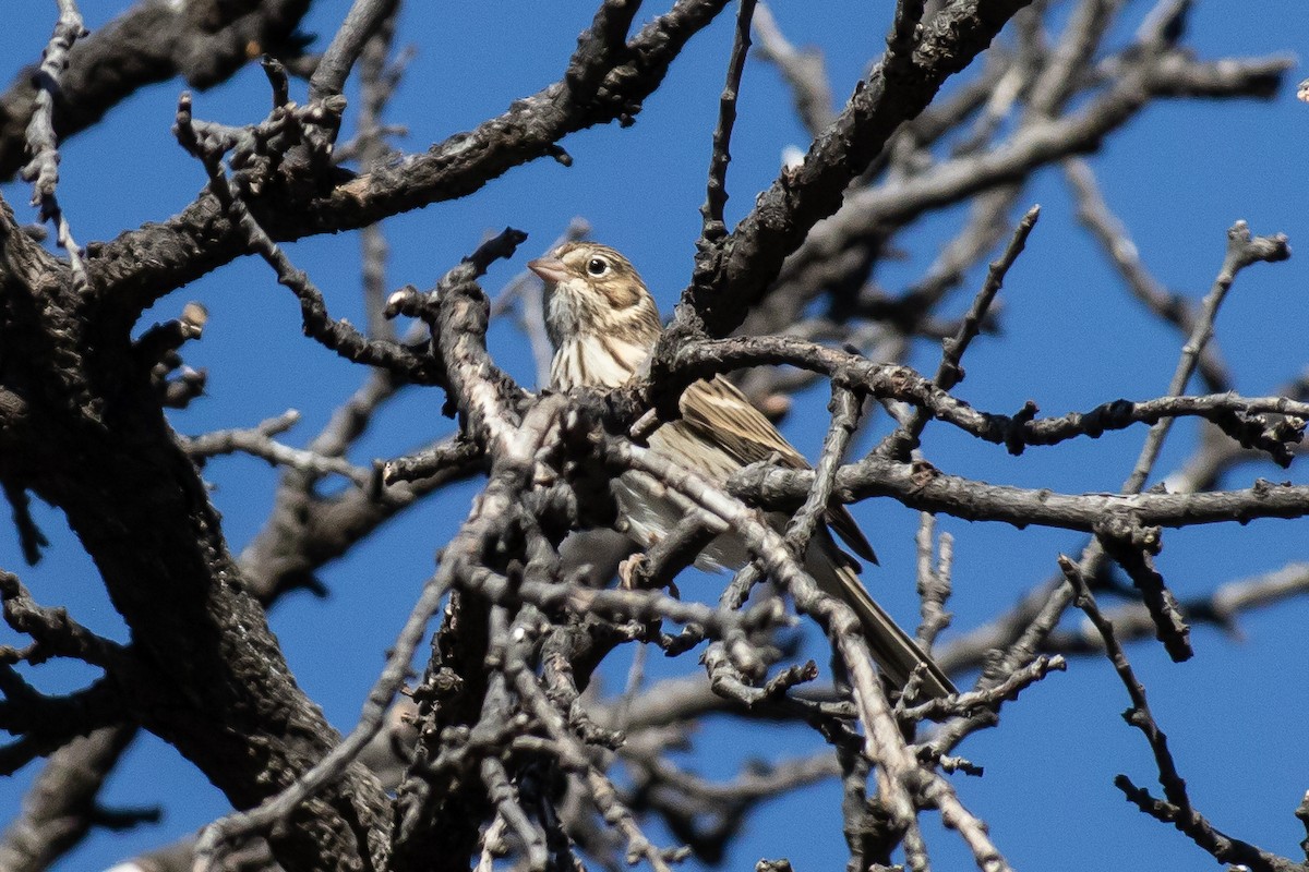 Vesper Sparrow - ML642707779
