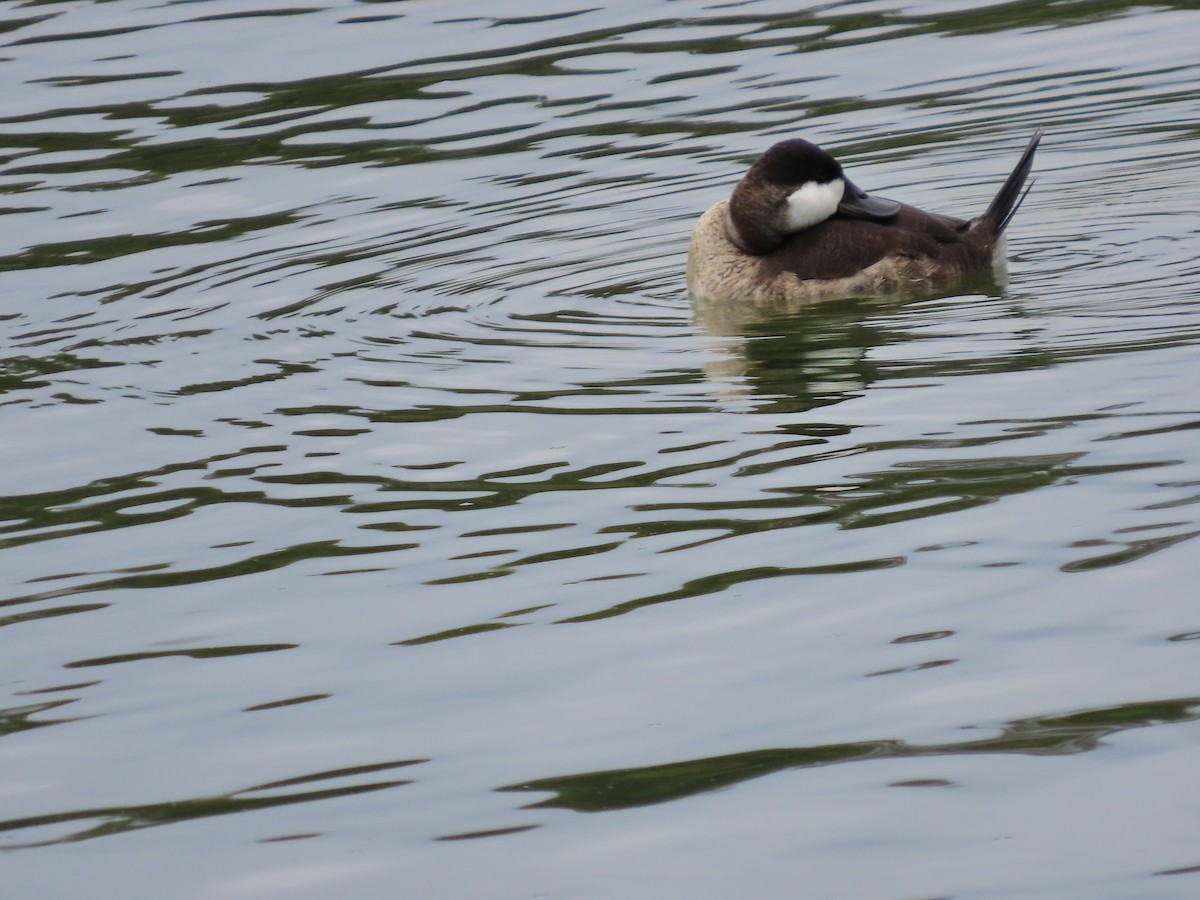 Ruddy Duck - ML642707780