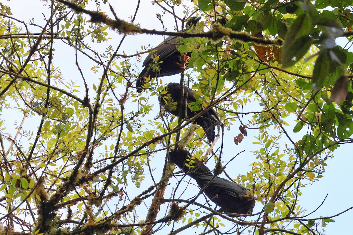 Wattled Guan - ML642707790