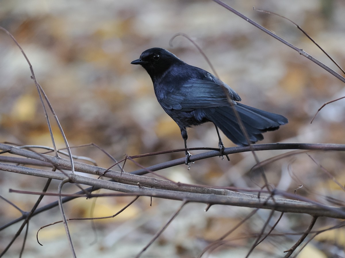 Black Catbird - ML642707801