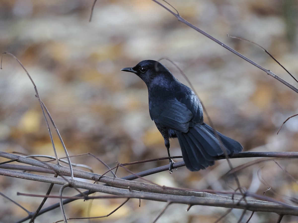 Black Catbird - ML642707802