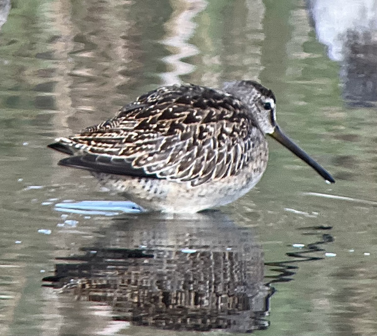 Short-billed Dowitcher - ML642707816
