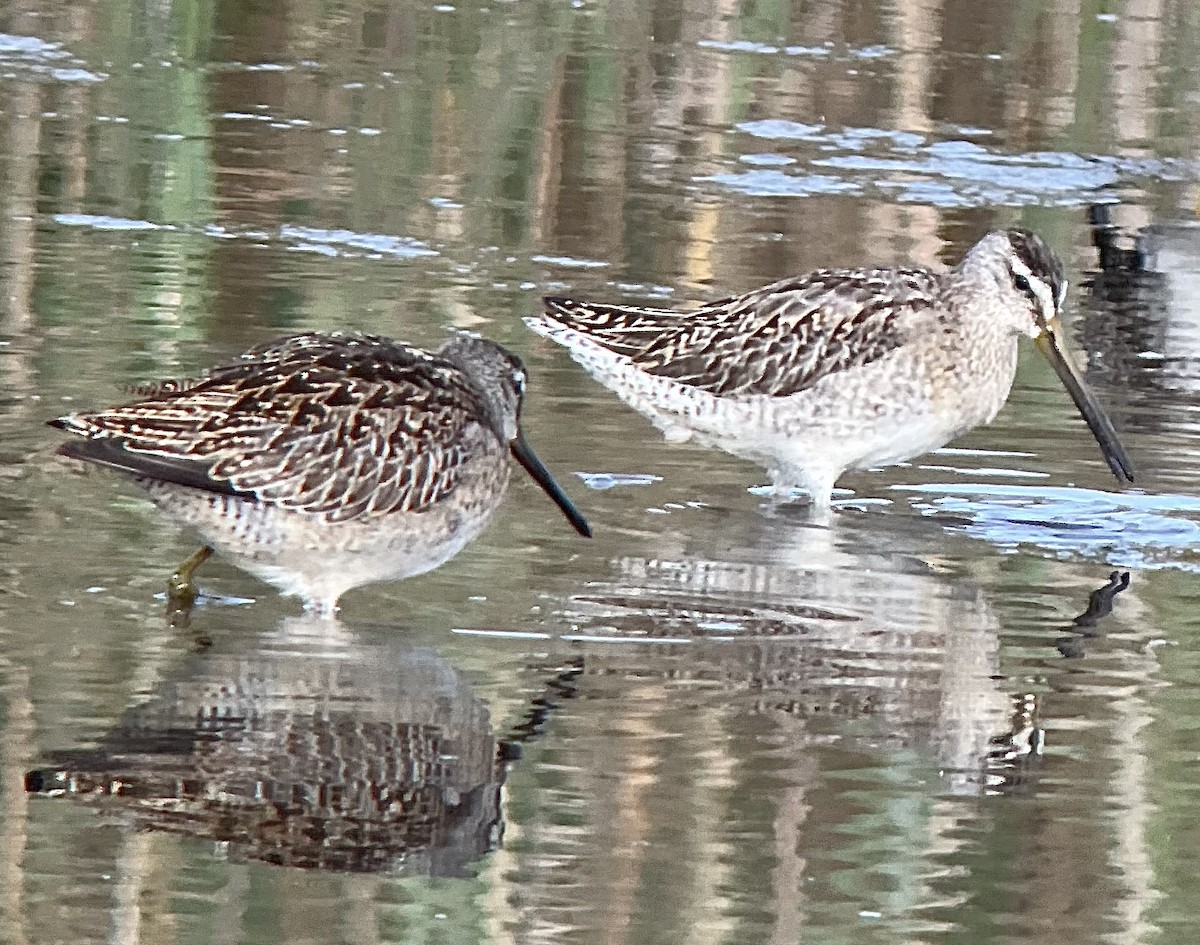 Short-billed Dowitcher - ML642707817