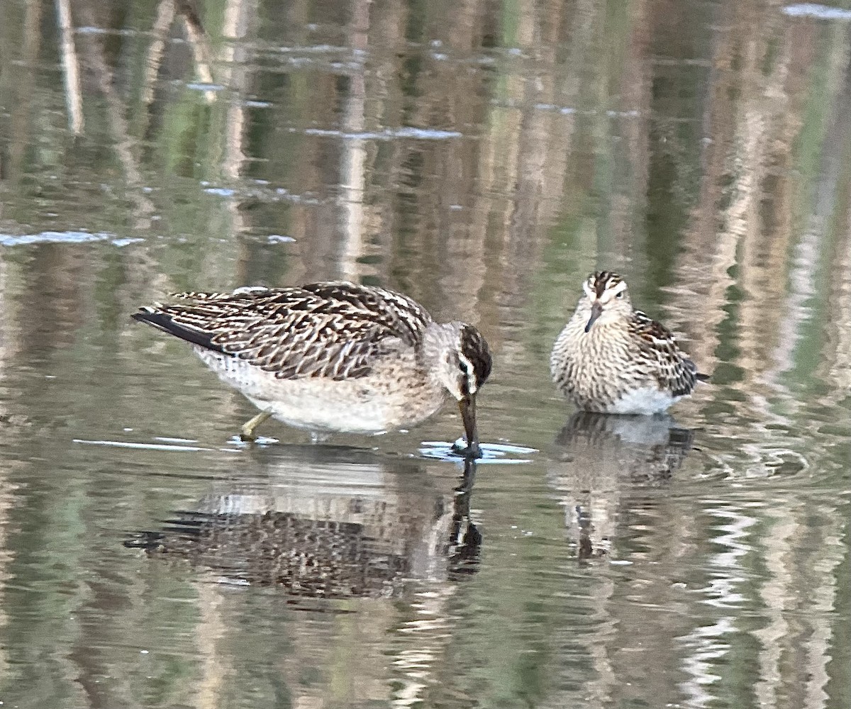 Short-billed Dowitcher - ML642707818