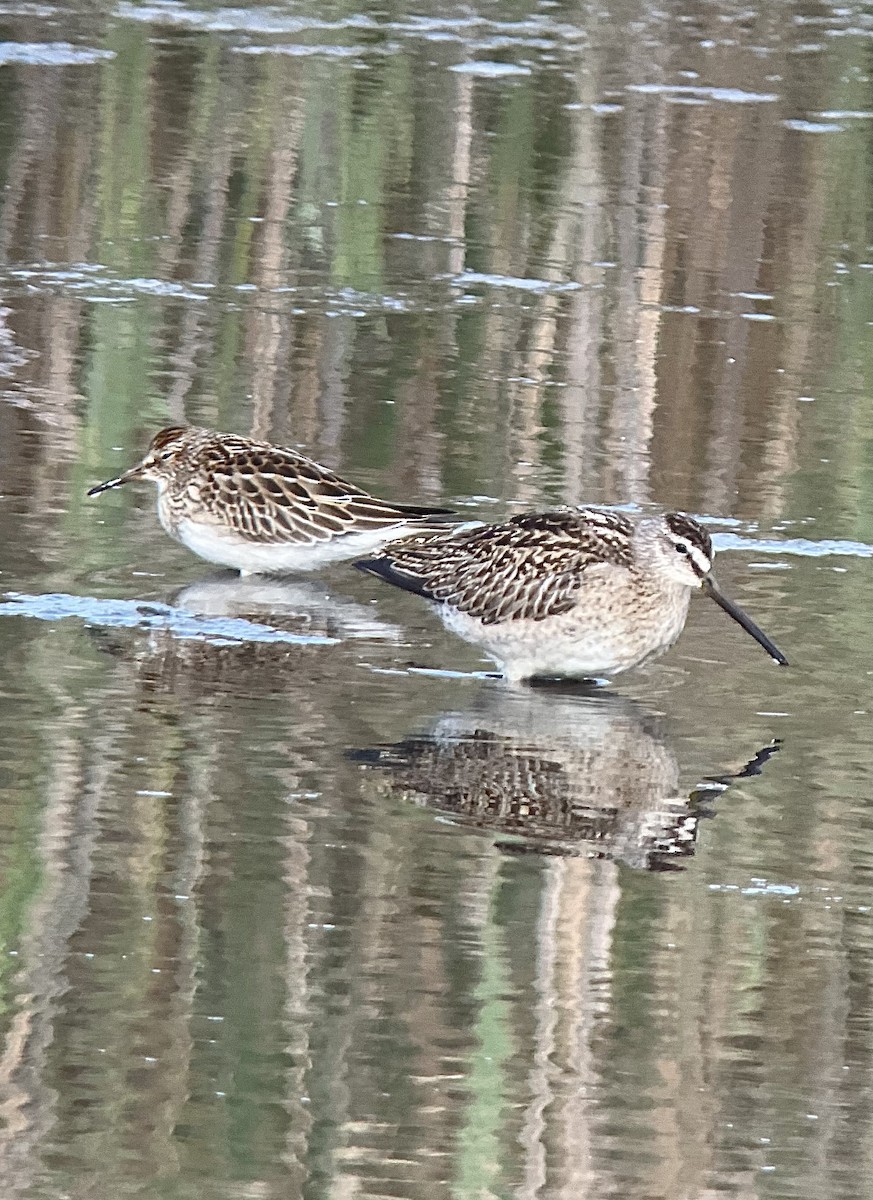 Short-billed Dowitcher - ML642707819