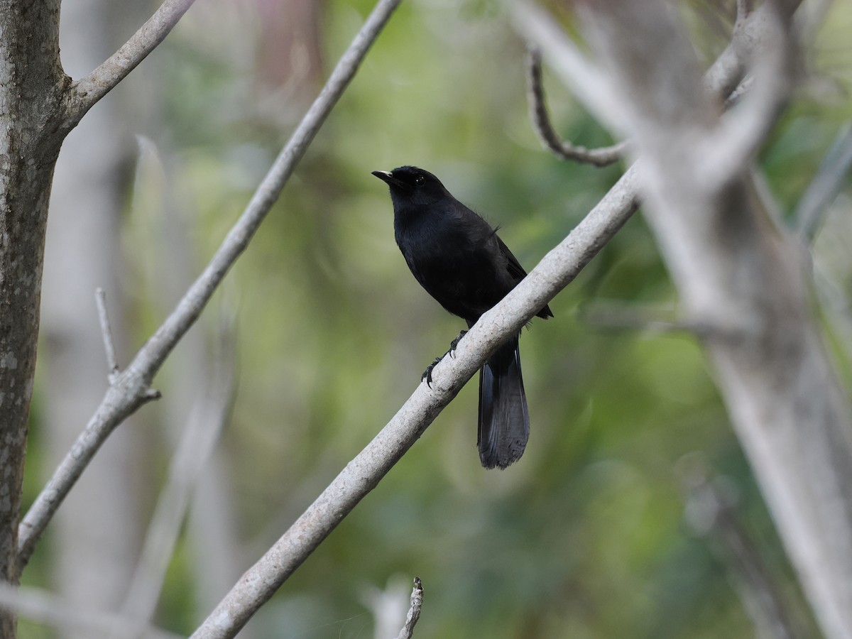 Black Catbird - ML642707821