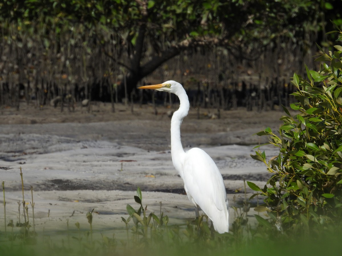 Grande Aigrette - ML642707831