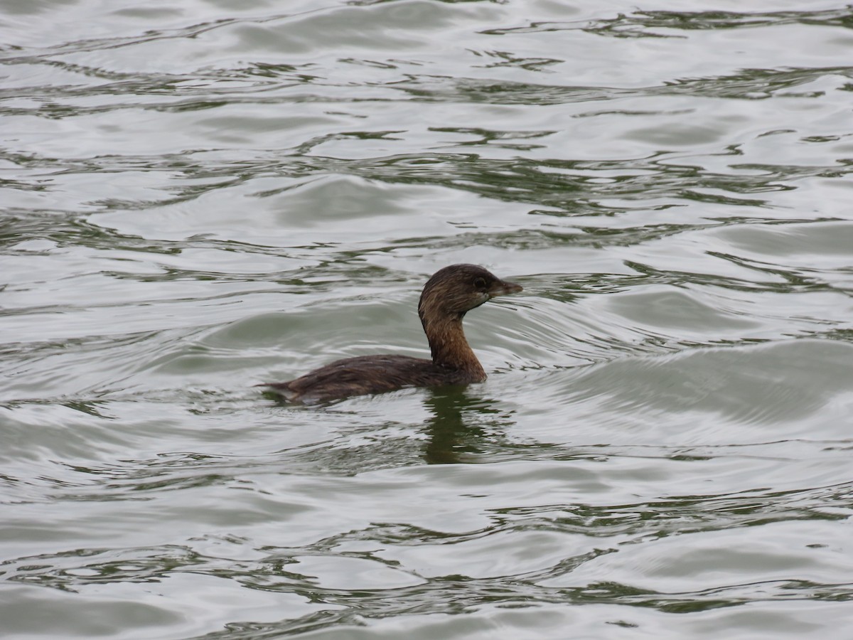 Pied-billed Grebe - ML642707834