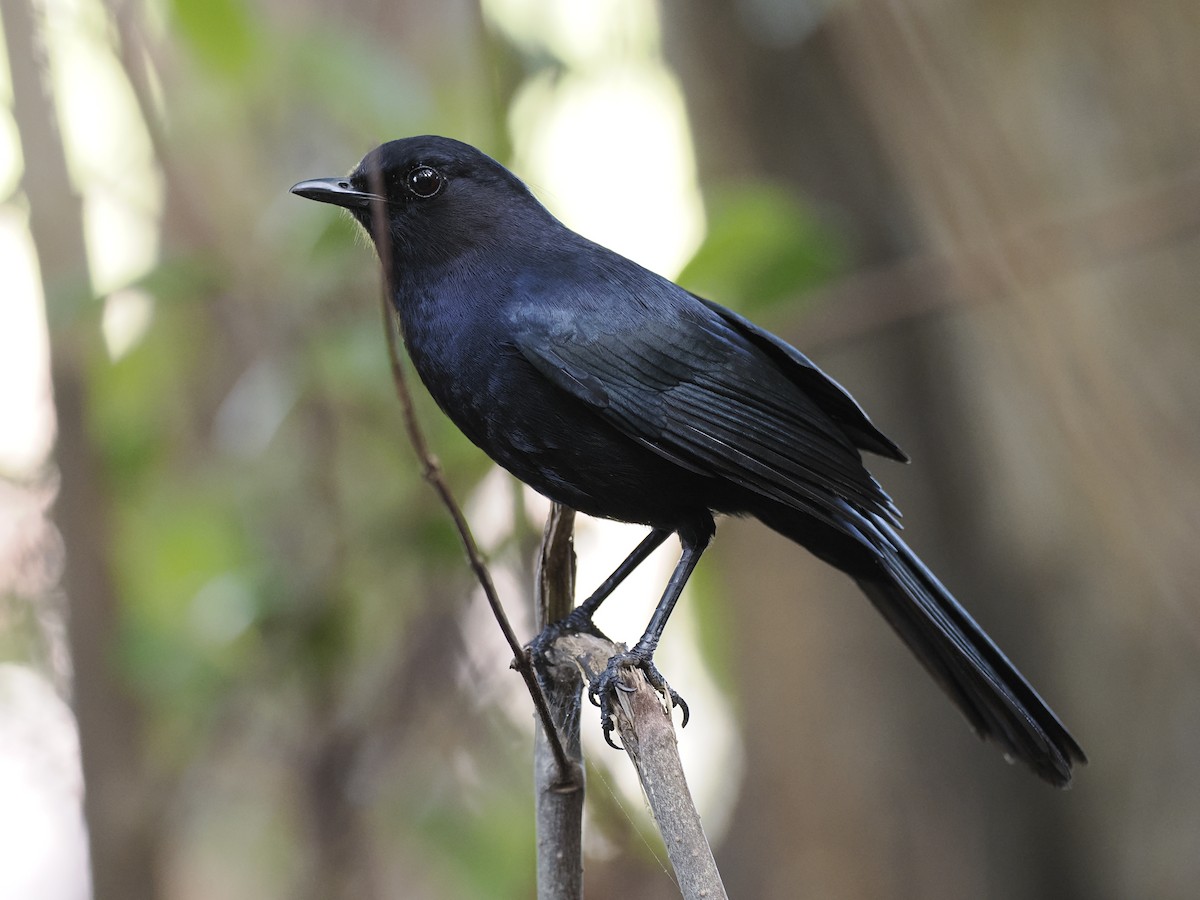 Black Catbird - ML642707837