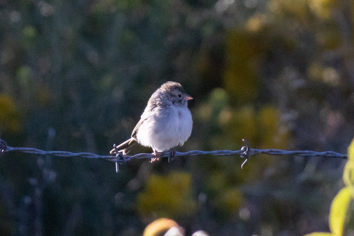 Spizella sp. - ML642707865