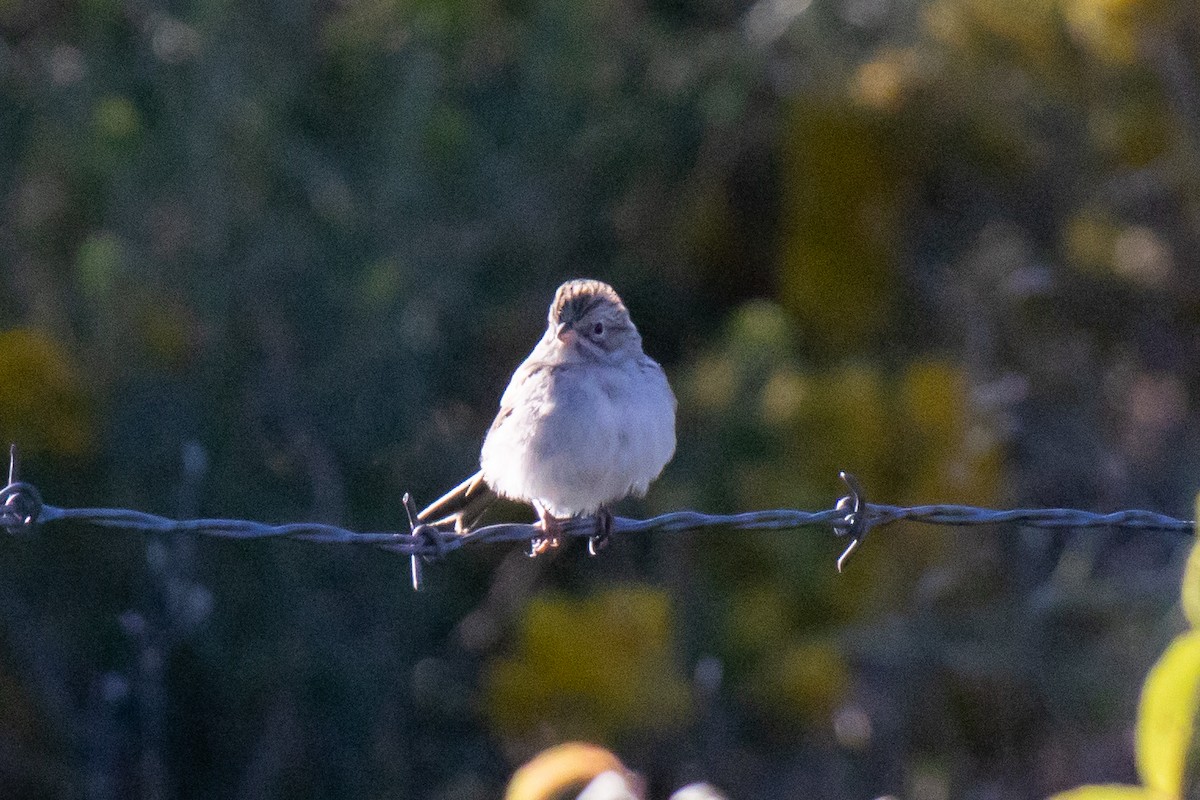 Spizella sp. - ML642707866