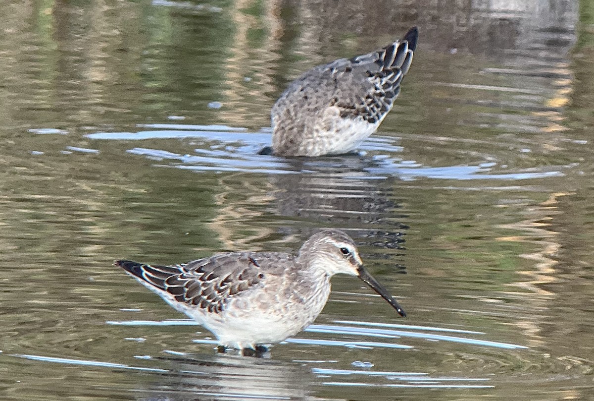 Stilt Sandpiper - ML642707873