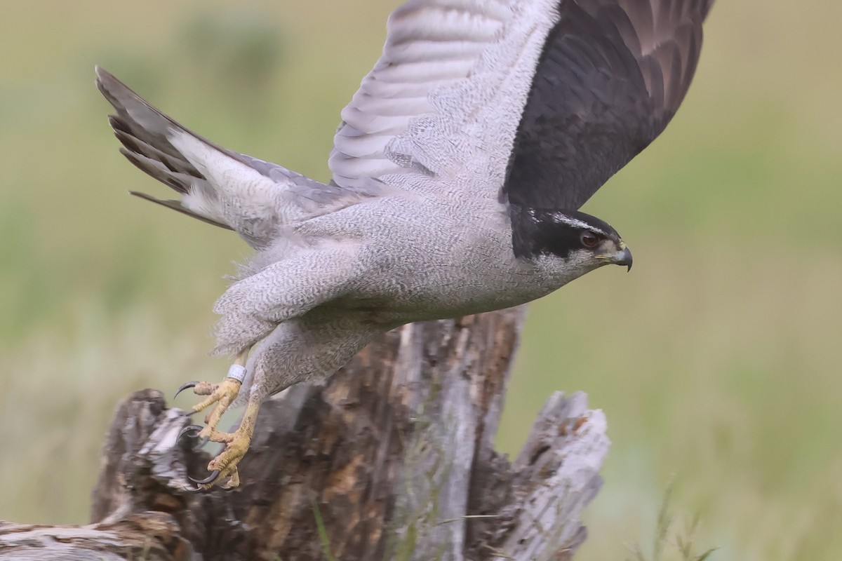 American Goshawk - ML642707876