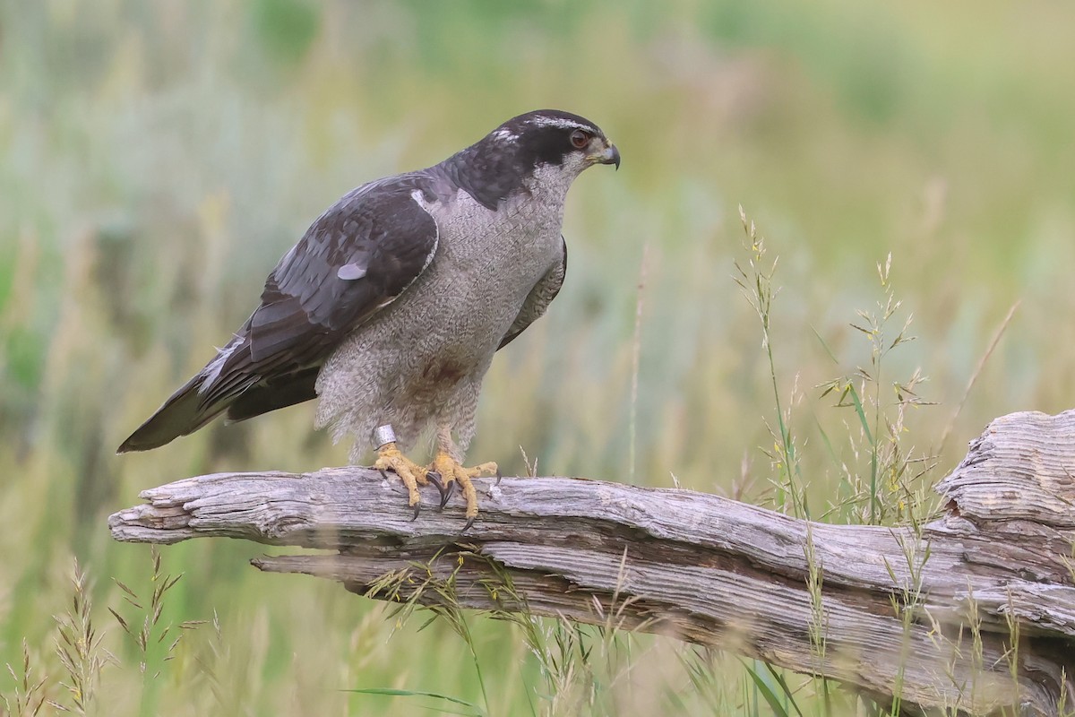American Goshawk - ML642707877