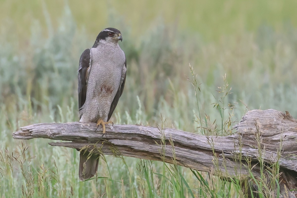 American Goshawk - ML642707878