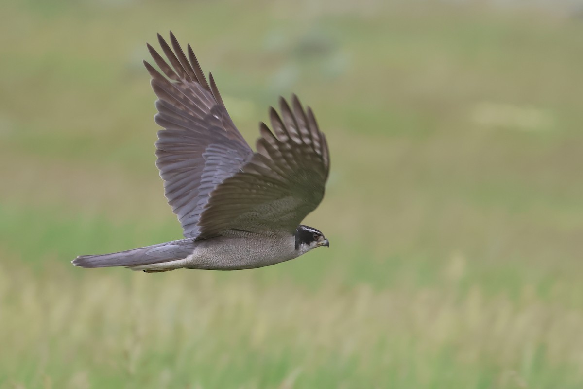 American Goshawk - ML642707879