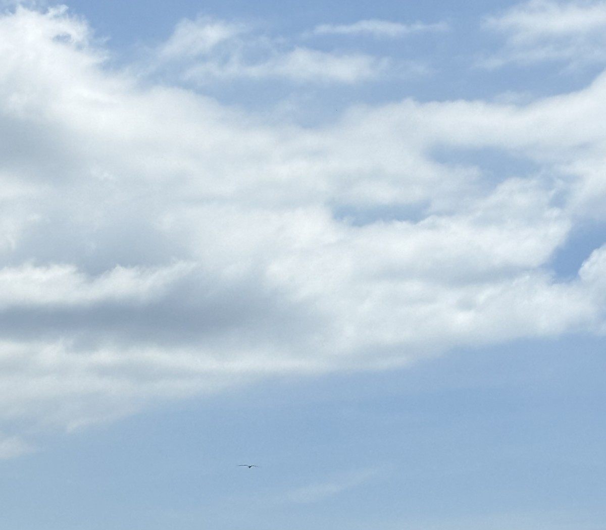 Antillean Palm Swift - ML642707930