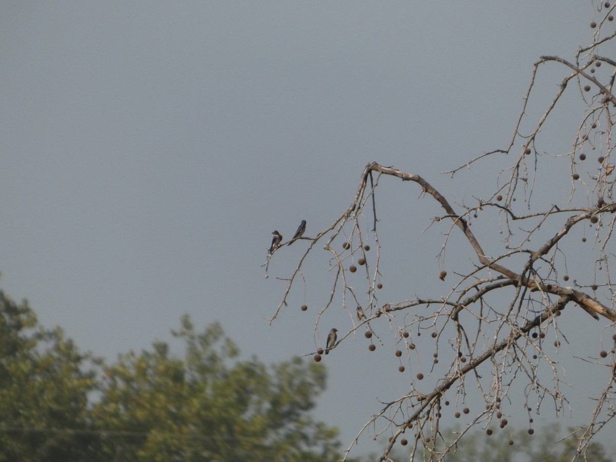Northern Rough-winged Swallow - ML642707933