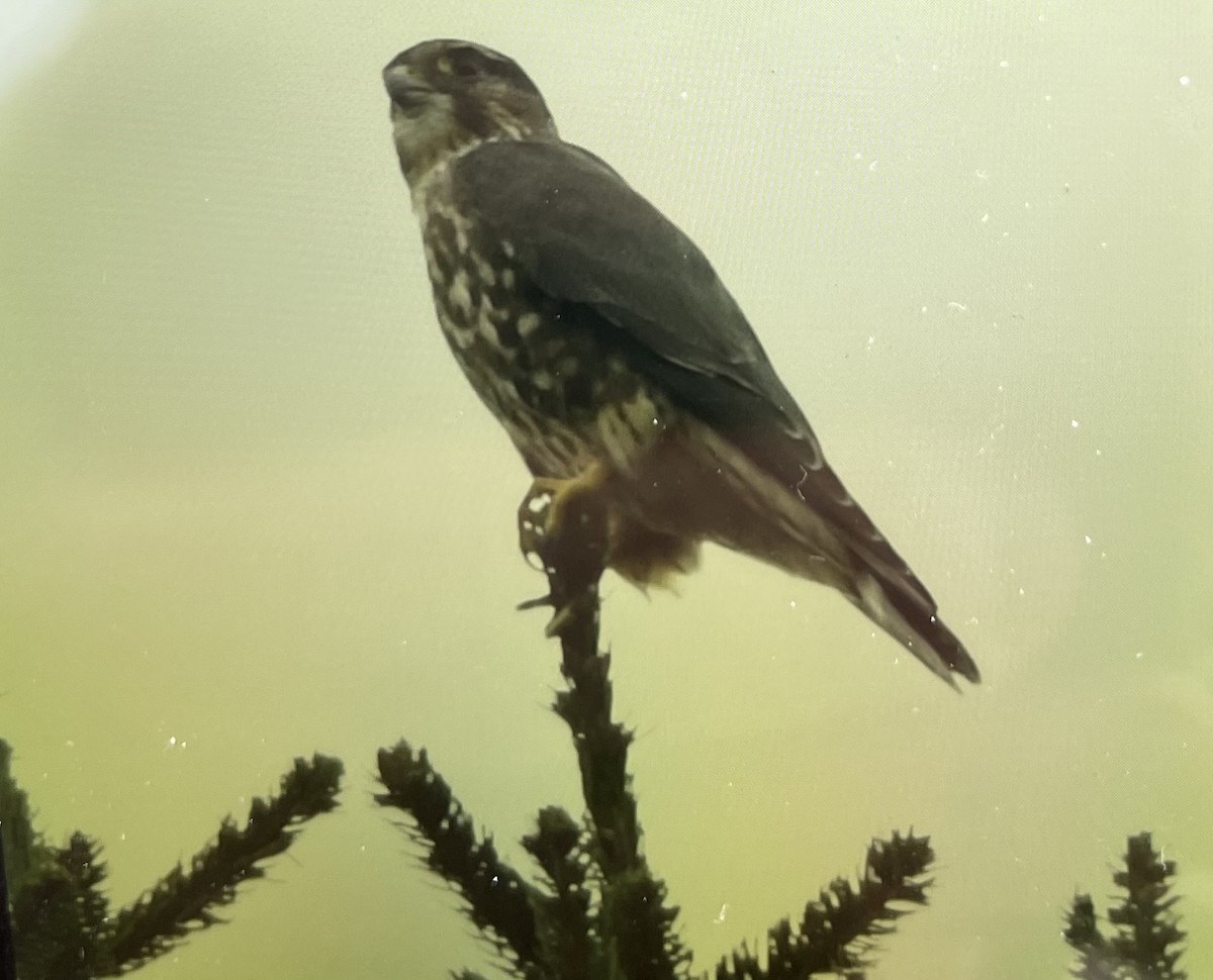 灰背隼 - ML642707953