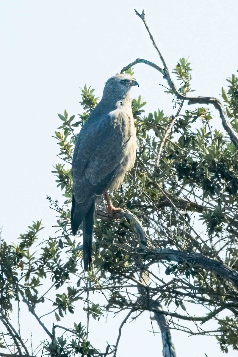 Pale Chanting-Goshawk - ML642708006