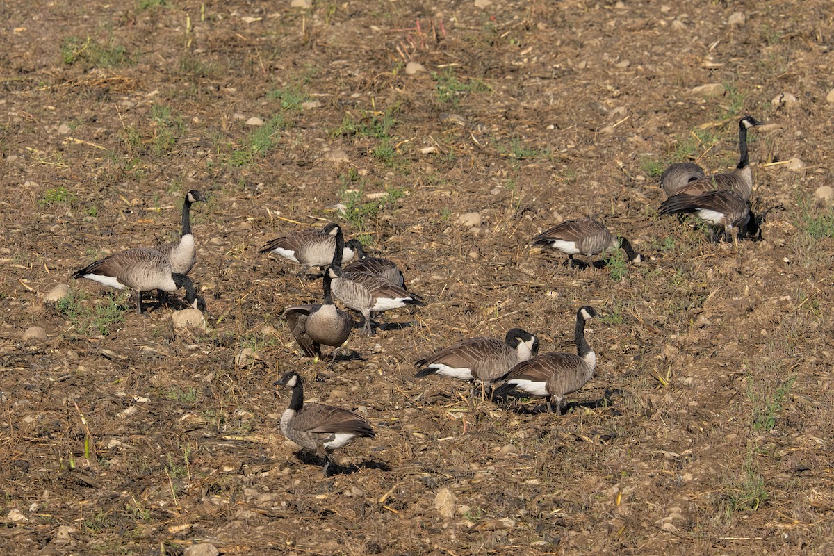 Branta kanadar handia - ML642708017