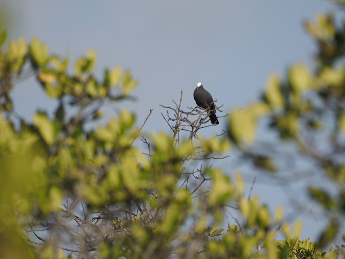 White-crowned Pigeon - ML642708023