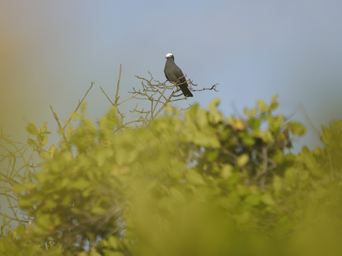 White-crowned Pigeon - ML642708031