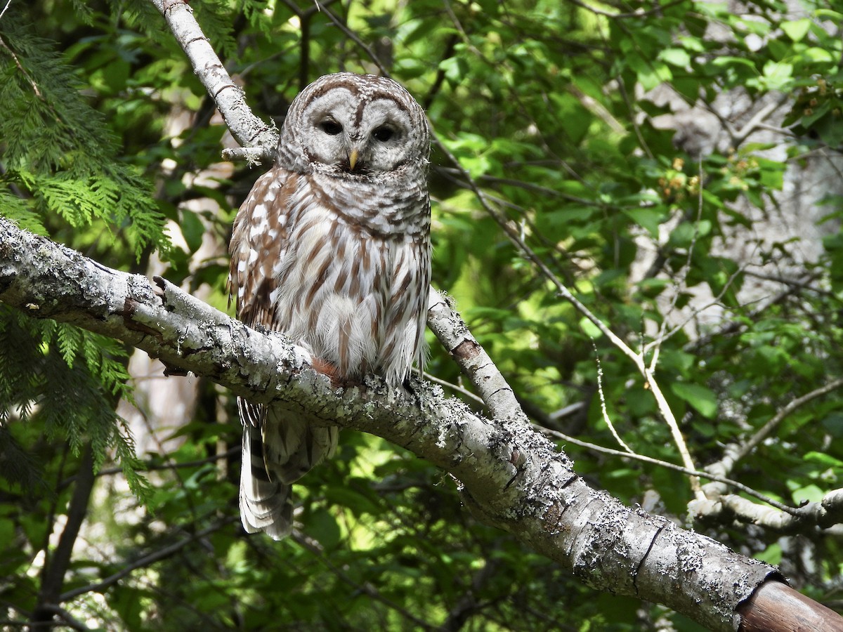 Barred Owl - ML642708034
