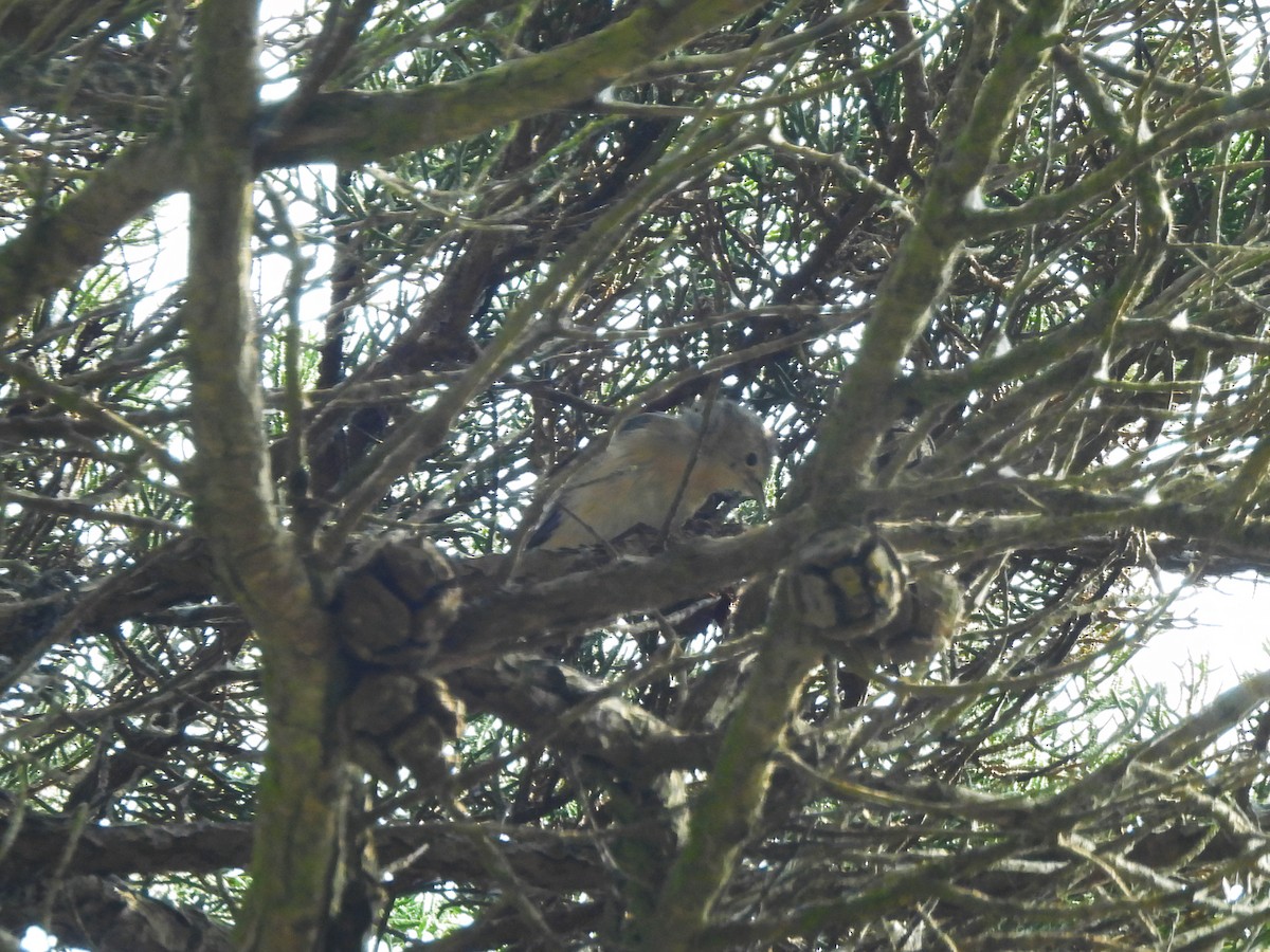 Lucy's Warbler - ML642708042
