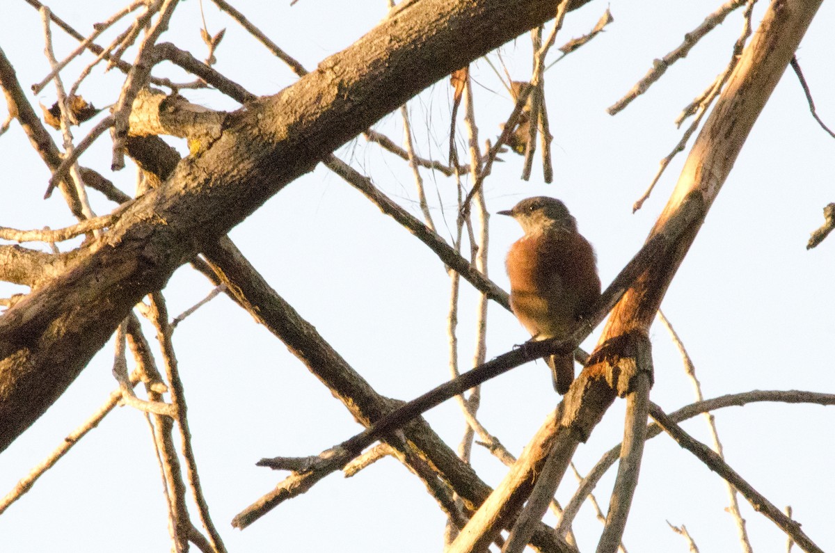Western Bluebird - ML642708059