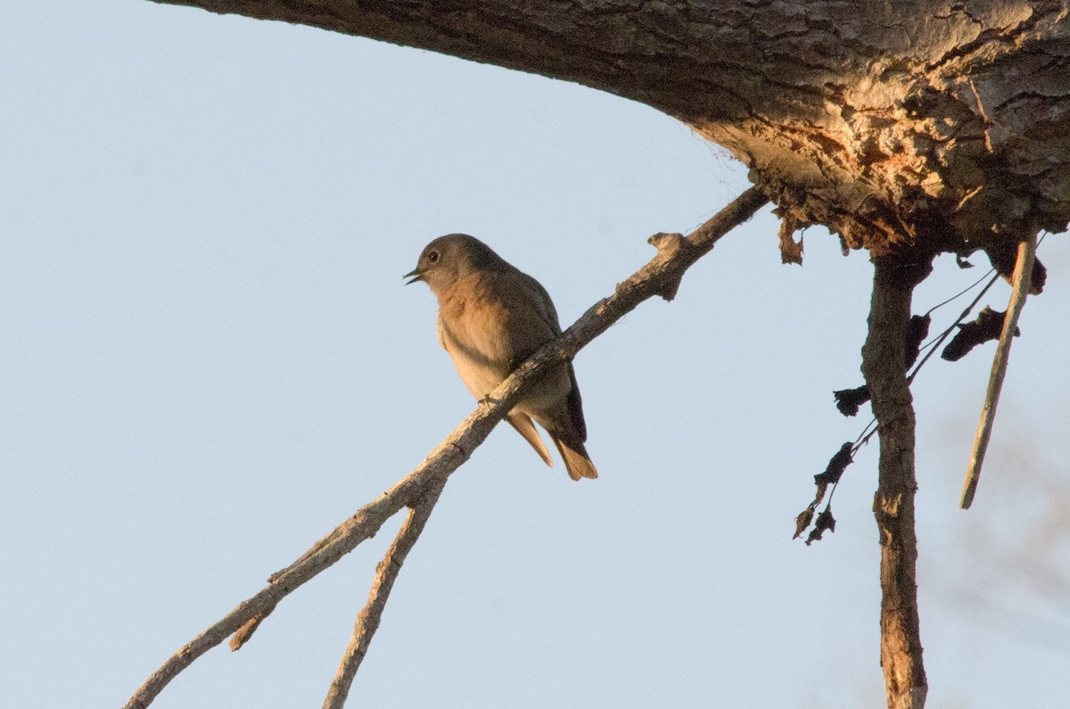 Western Bluebird - ML642708060
