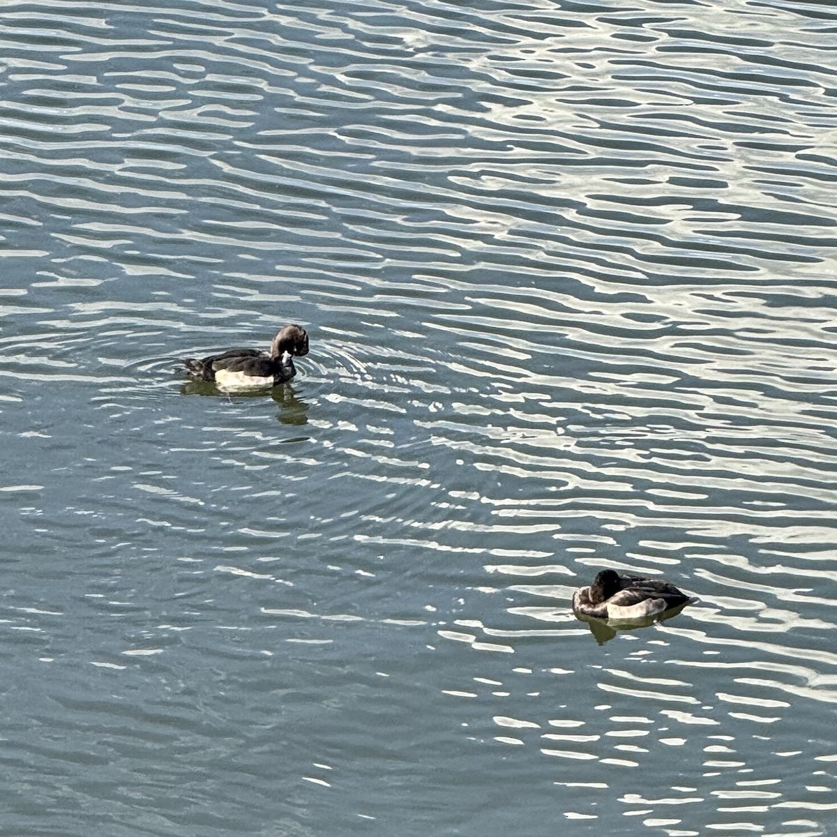 Tufted Duck - ML642708062