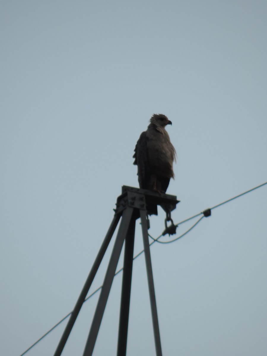 Chaco Eagle - ML642708077