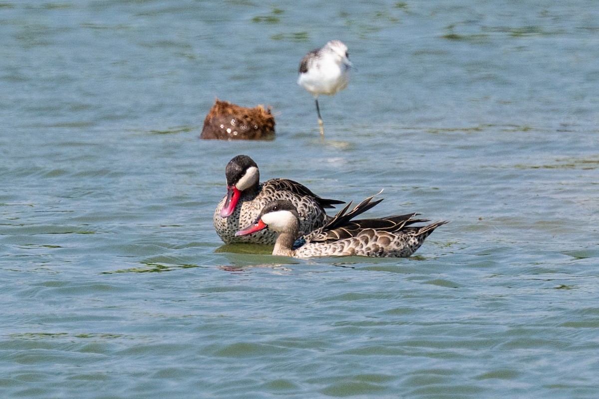 Red-billed Duck - ML642708083