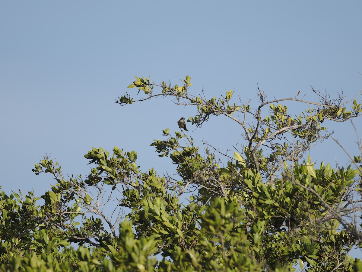Caribbean Elaenia - ML642708094