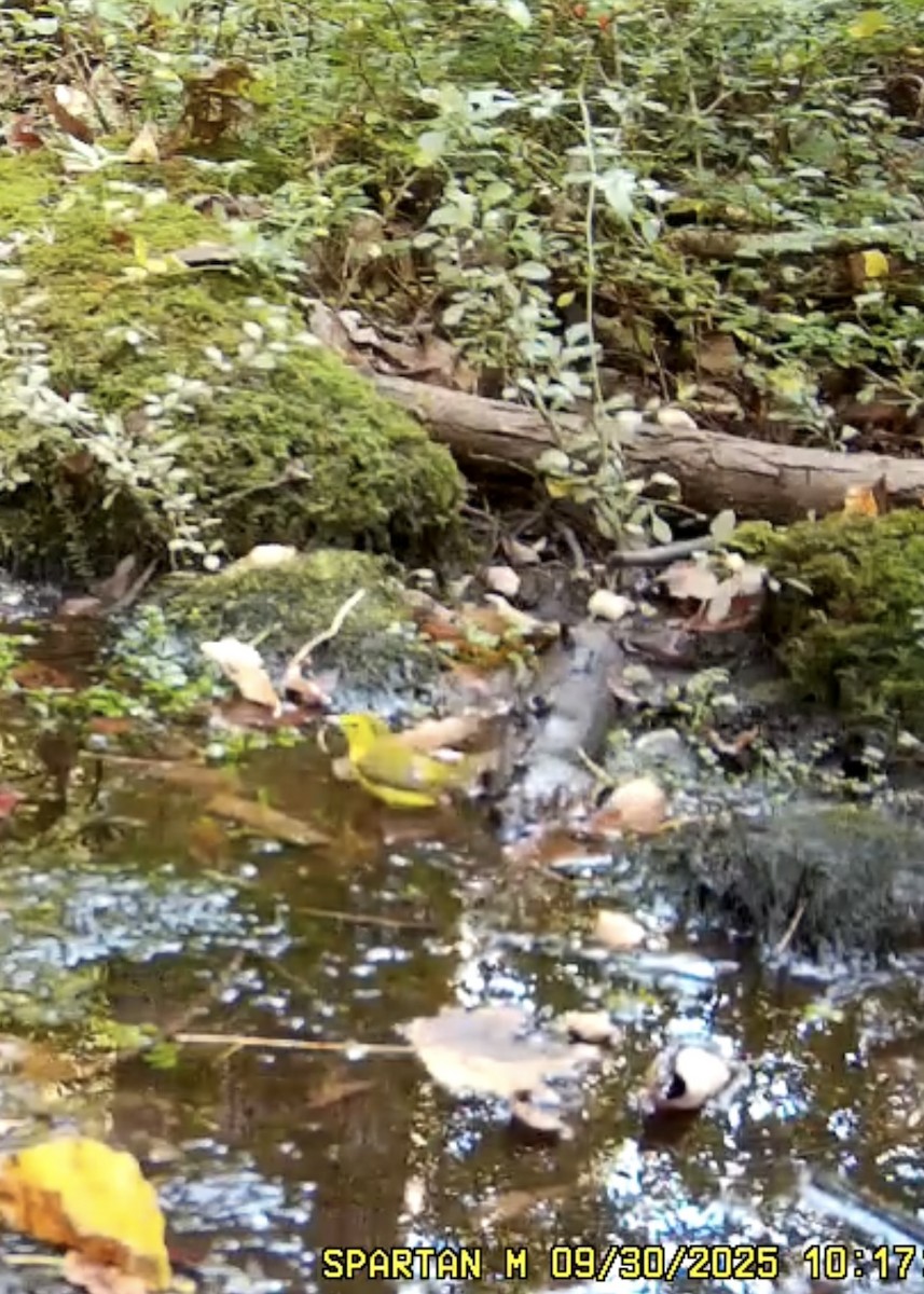 Hooded Warbler - ML642708098