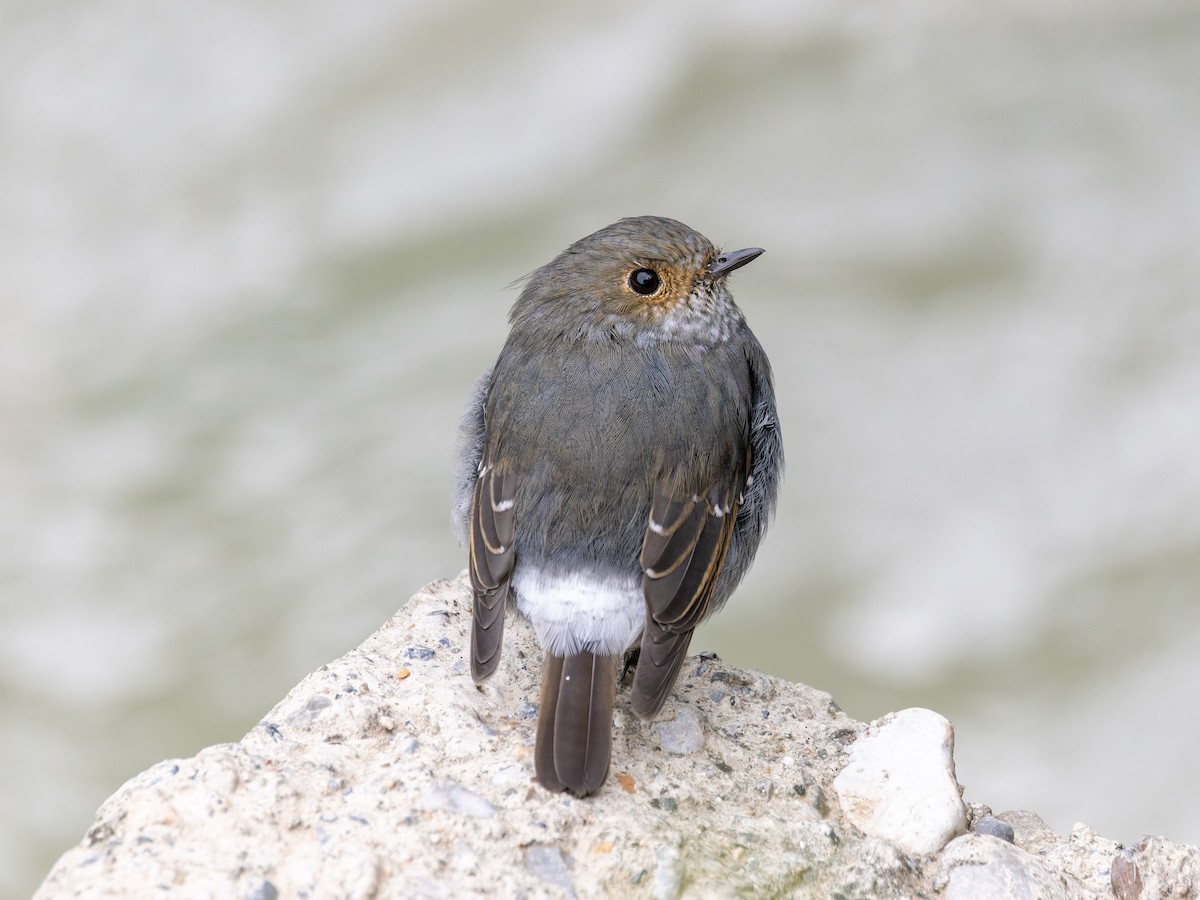 Plumbeous Redstart - ML642708102