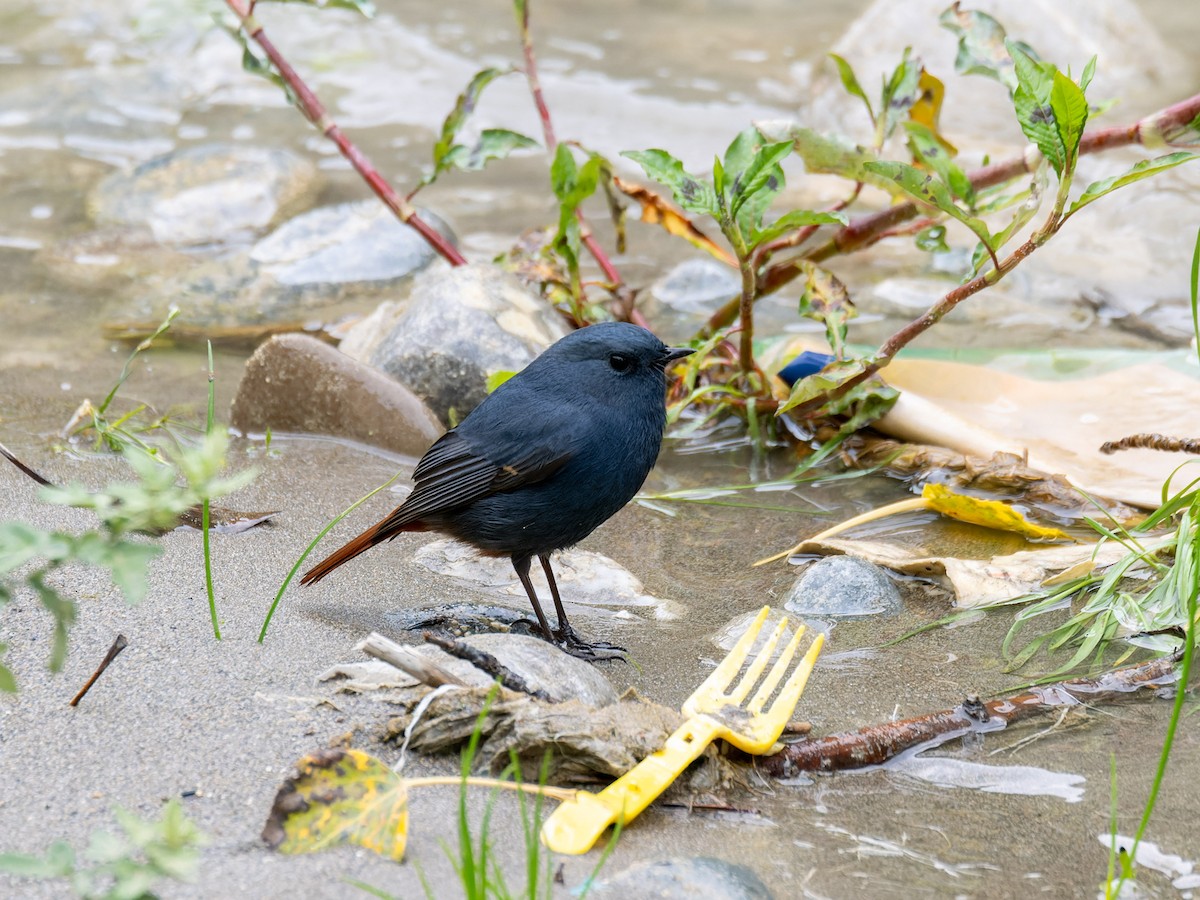 Plumbeous Redstart - ML642708103