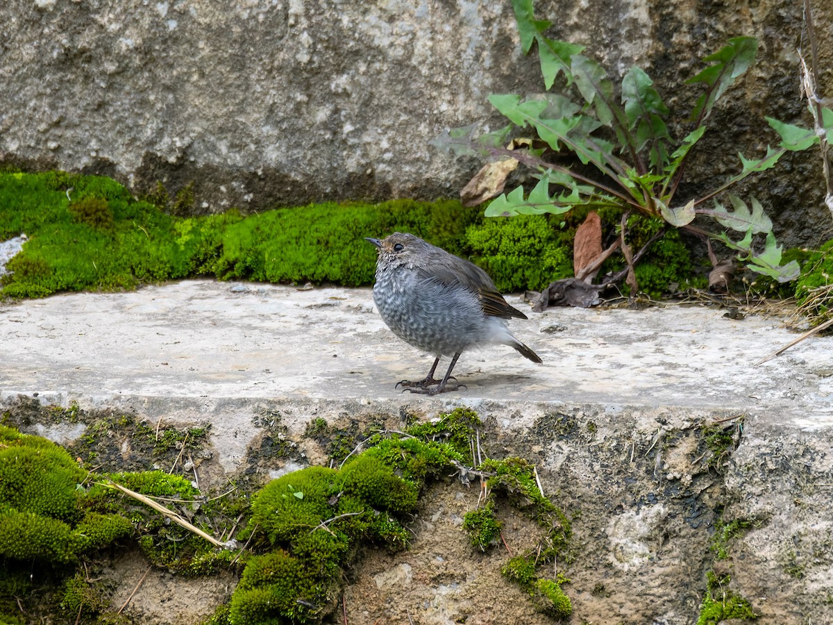 Plumbeous Redstart - ML642708104