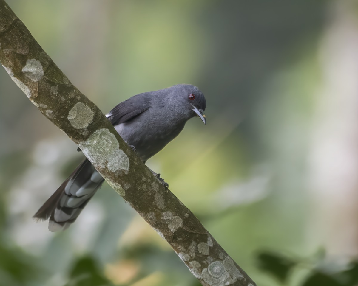 Long-tailed Sibia - ML642708128