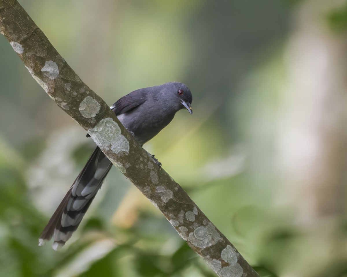 Long-tailed Sibia - ML642708129
