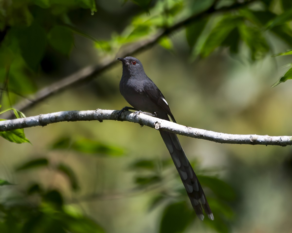 Long-tailed Sibia - ML642708130